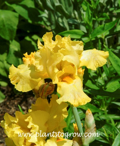 Iris Tulare Border Bearded Iris 
Has gold-colored flowers with an apricot beard.